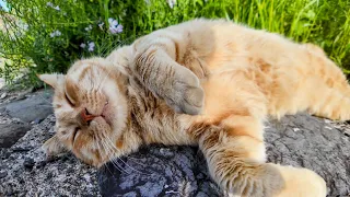 A cat sleeping by the side of the road has completely forgotten about the wild