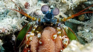 Lembeh life (4K, Ultra HD)