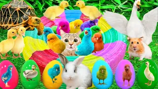 Catch Cute Chickens, Colorful Chickens, Cute Ducks, Rabbits, Cats, Swans, Fish video,Cute Animals#82