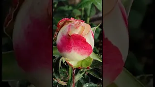Мой сад. Розы моего сада 2020