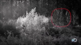 Survivorman Bigfoot Captures a Possible Huge Bigfoot Stalking Les Stroud.