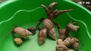 cari kelomang besar-besar, mencari dan menemukan kelomang raksasa, Umang-Umang, hermit crab