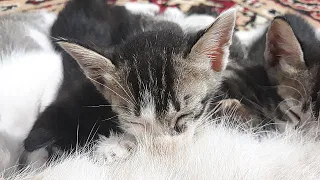 Cute kittens flap their Ears while drinking breast Milk