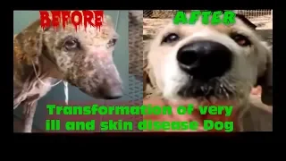 Amazing transformation of sick dog who had given up hope - faith in humanity.