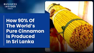 How 90% Of The World’s Pure Cinnamon Is Produced In Sri Lanka