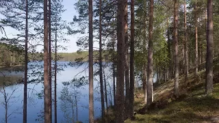 Kielinuppu - Suomalainen metsä