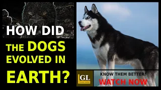How did the dogs evolve on Earth? | An Incredible story of the evolution of Dogs. | Green Letter