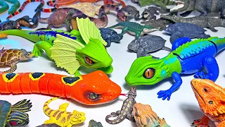 Full Reptiles Collection - Iguana, Crocodile, Turtle, Alligator, Snake, Cobra, Bearded Dragon