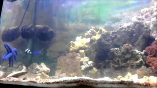 Starfish and Damselfish Timelapse