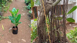 Banyan tree propagation from cuttings and technique for producing Aerial roots