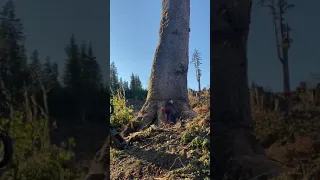 Cutting Down The Biggest Tree In The World?