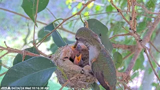 Olive Feeding her 6 and 7 day Old Hummingbird Chicks Jasper and Willow