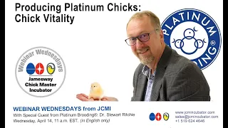 Producing Platinum Chicks