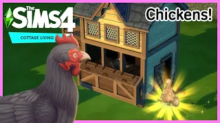 The Sims 4 CHICKENS - Everything you need to know [Cottage Living]