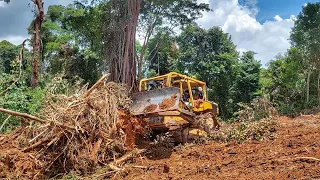 CAT D6R XL Bulldozer Extraordinary Work Cleaning Abandoned Plantations