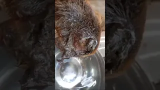 GRAPHIC: Maggots Feast On Starving Dog's Gaping Head Wound As He Waits, Defeated, For Death