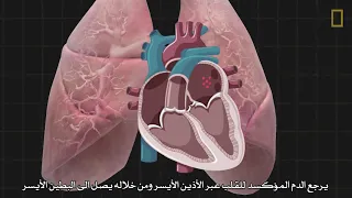 Heart 101 - القلب