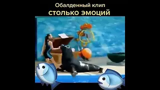 Танцы с морским львом