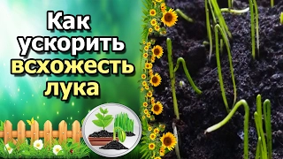 СУПЕР БЫСТРОЕ ПРОРАСТАНИЕ ЛУКА. Готовим чернушку к посеву.