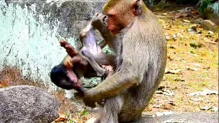 O.M.G Horrified ! Collection Baby monkey crying so loudly, Baby angry cos maltreat so much