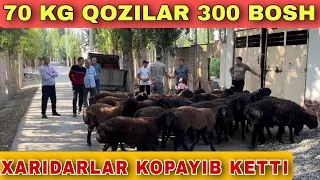 70 KG N1 QOZILAR KELDI SHOSHILING 300 BOSH 2 FURA QOZIYOLGACHIQDI