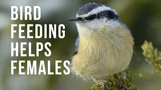 Bird Feeding Really Helps Female Birds