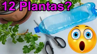 12 VERDURAS PARA PLANTAR EM GARRAFA PET / Plantas para Garrafa Pet