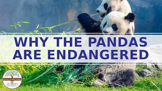 WHY THE PANDAS ARE ENDANGERED