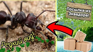 😧ЭТИ МУРАВЬИ ПРОСТО ИМБА!!! Распаковка посылки с муравьями из Эквадора 🇪🇨