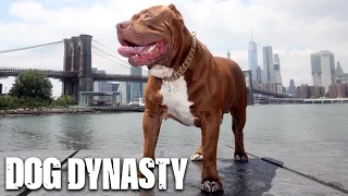 The Best Of 'Hulk' The Giant Pitbull | DOG DYNASTY