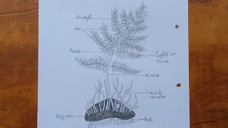 How to draw dryopteris | Dryopteris diagram drawing tutorial | Science project for beginners |