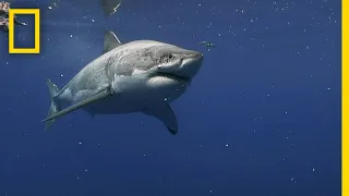 Great White Sharks | Exploring Australia's Deadliest Coasts | Full Documentary