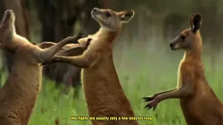 Brutal Fights of Male Kangaroos for Females