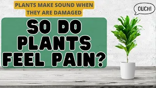Do Plants Feel Pain? - Scientific Reasons Why Plants Can Feel Pain