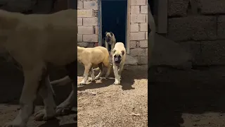 MOST aggressive Turkish Kangal dog transformation 😈😂 #shorts #youtubeshorts