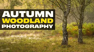 A STUNNING Morning Of Woodland Photography