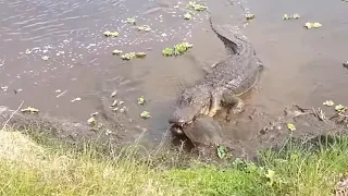 Alligator vs. Softshell Turtle