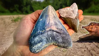 I Found a HUGE Megalodon Tooth and CRAZY Wildlife on Florida Dirt Roads | Shark Tooth Fossil Hunting