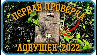 ПЕРВАЯ ПРОВЕРКА ЛОВУШЕК. ЛОВЛЯ РОЕВ 2022.⬇️⬇️⬇️