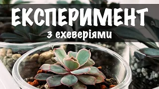 Експеримент з ехеверіями. Різні субстрати