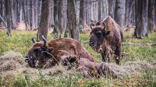 Приокско-Террасный заповедник