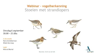 Webinar vogelherkenning: stoeien met strandlopers