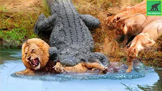 OMG! 35 Moments Lion Was Attacked And K.illed By A Crocodile Right In Its Territory And The Ending