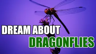 What Does It Mean If You Have Dreams About Dragonflies? - Sign Meaning