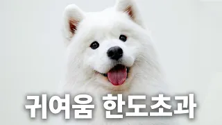 But shedding demon Wooyoo has arrived | Dogcyclopedia Samoyed Episode