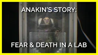 Anakin’s Story: Fear, Pain, and Death in a UMass Lab