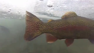 Rainbow Trout Stocking