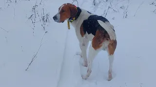 Охота на лису с руской пегой гончей . Гобой в деле.