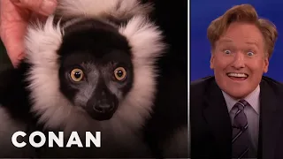 Animal Expert David Mizejewski: Lemur & Ostrich 01/08/14 | CONAN on TBS