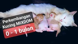 Perkembangan Anak Kucing Usia 0 sampai 1 bulan, Persilangan Kucing Persia dan Kucing Kampung